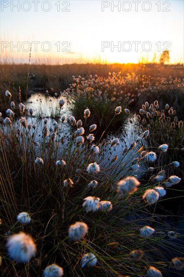 Hare's-tail cottongrass