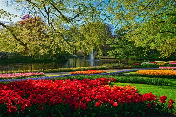 Keukenhof flower garden with blooming tulip flowerbeds. One of the world's largest flower gardens. Lisse