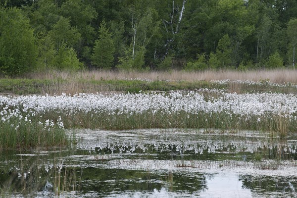 Common cottongrass