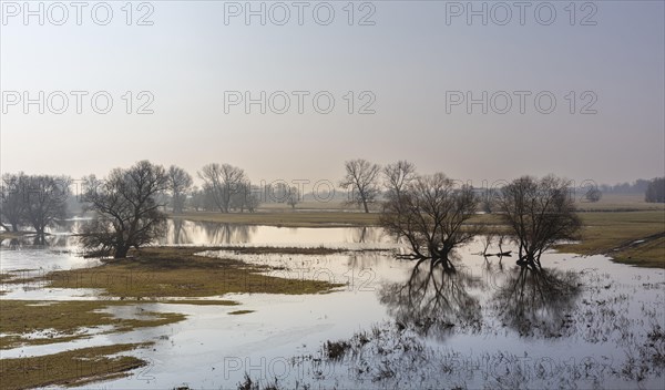 River landscape on the Elbe near Wittenberge