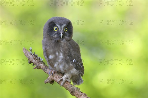 Tengmalm's Owl