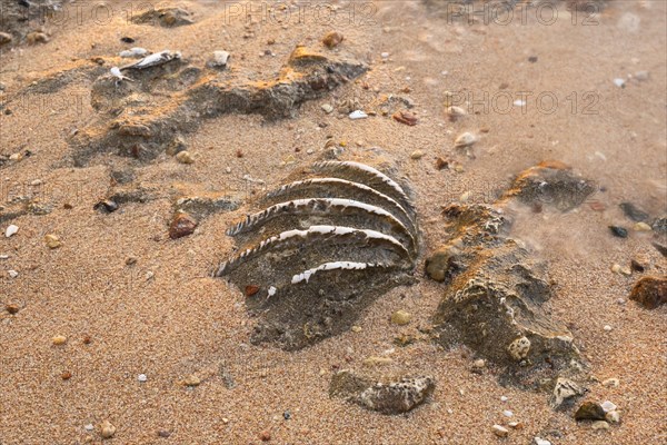 Close-up of the fossilized tridacna clam shell on a coral sand beach in the surf zone. Red Sea