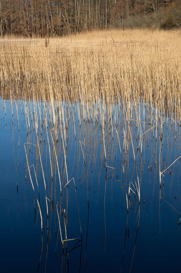 Reed blades reflected in the water surface