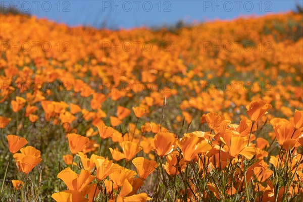 Orange flowering California poppies landscape during the 2019 super bloom