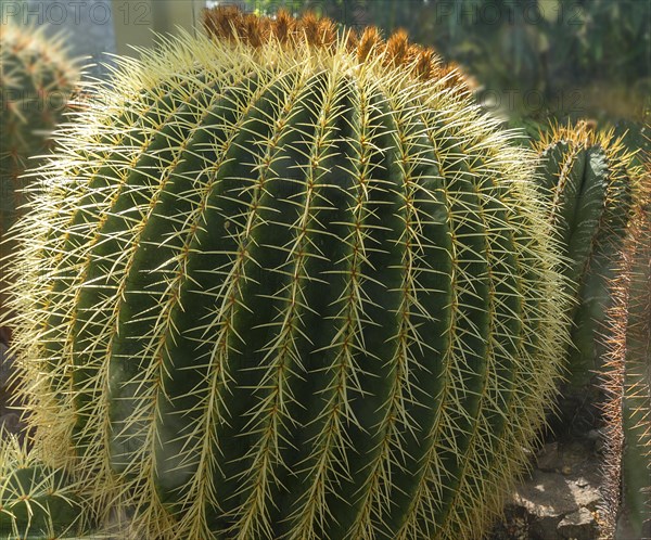 Golden barrel cactus