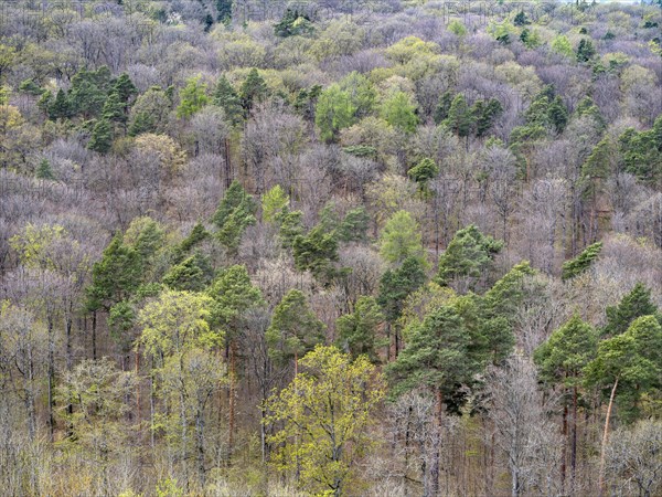 Baeume im Naturpark Schoenbuch bei Herrenberg