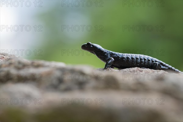 Alpine salamander