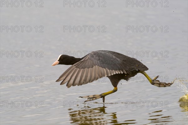 Eurasian Coot running over water