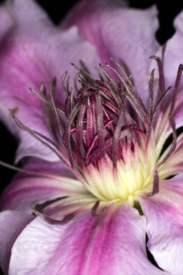 Close-up of a climbing plant