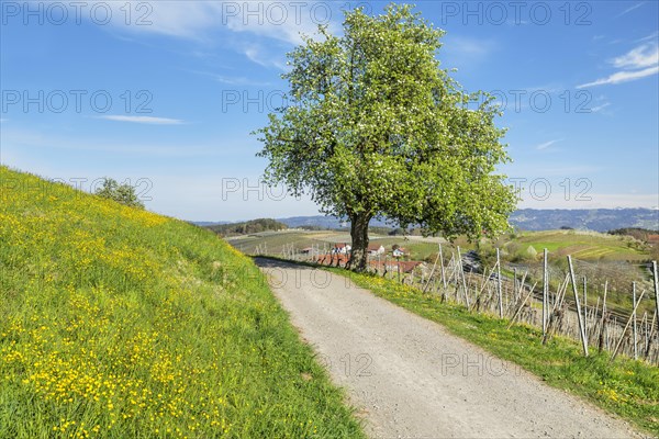 Fruit tree blossom near Kressbronn with a view of the Swiss Alps