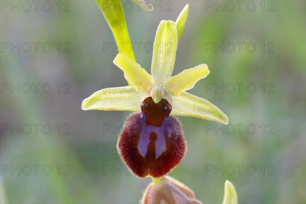 Early spider orchid