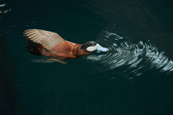 Ruddy duck