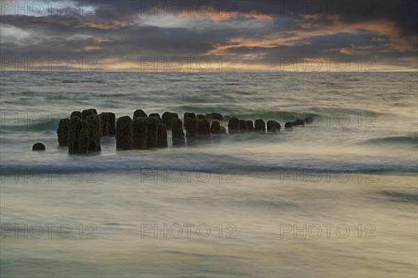 Algae-covered groynes at sunset on the beach of Rantum