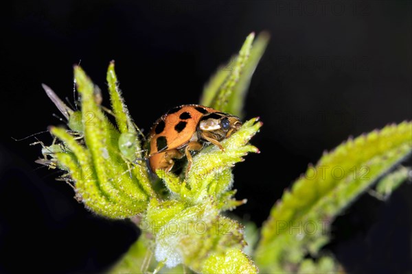 Ladybird