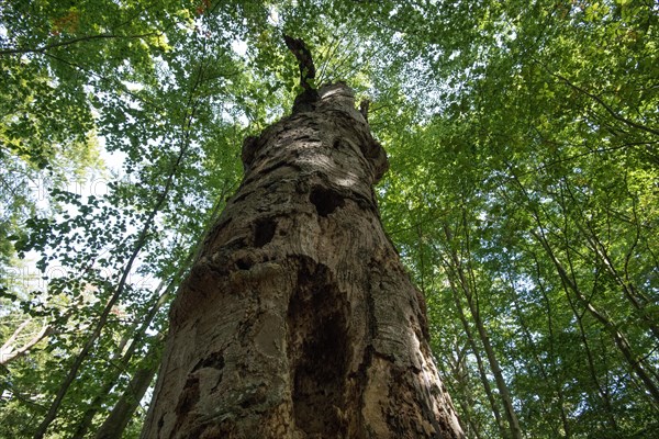 Standing deadwood in the Darss primeval forest