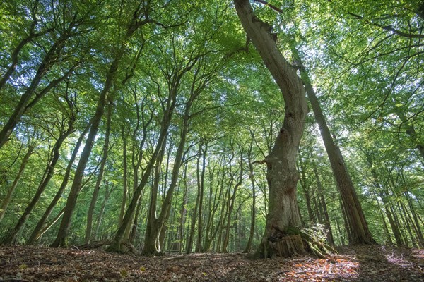 Darss primeval forest