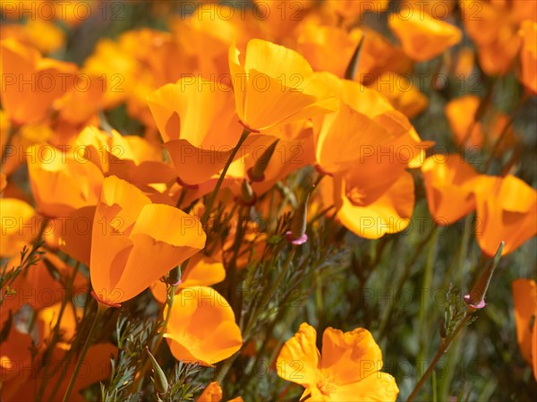 Orange flowering California poppies landscape during the 2019 super bloom