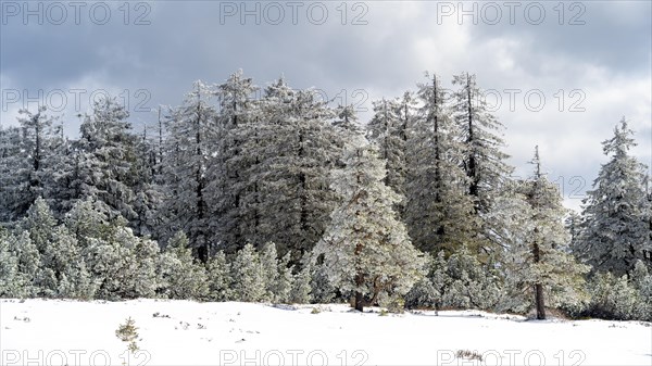 Snow-covered trees