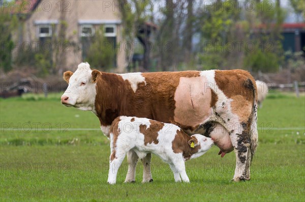 Cow with calf in a meadow near Oudeschild