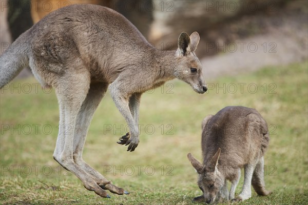 Eastern grey kangaroo