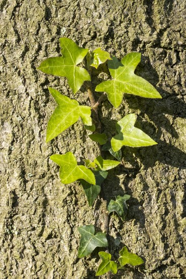 Tree bark with common ivy