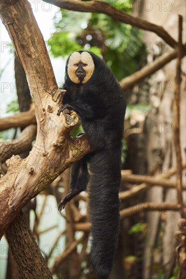 White-faced saki