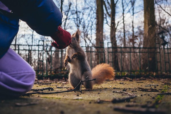 Girl feeds a squirrel