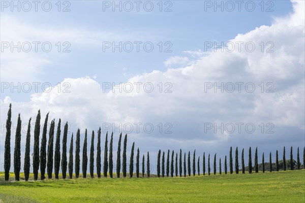 Cypresses