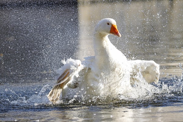 Domestic goose