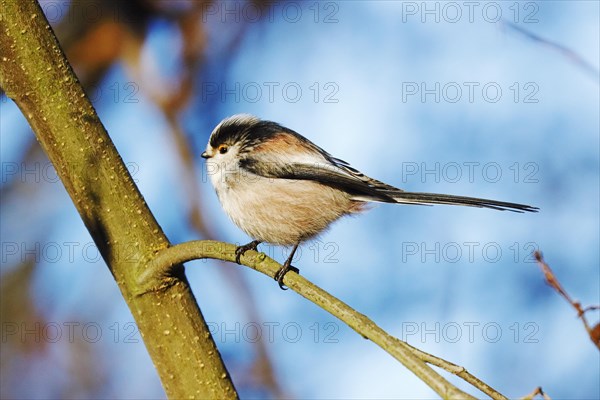 Tail Tit