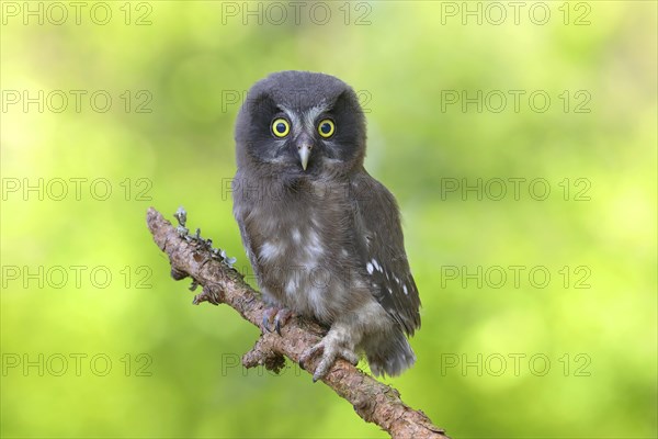 Tengmalm's Owl