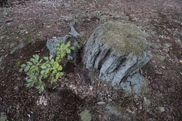 Tree stump in the Darss primeval forest