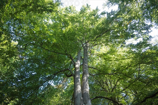 View into the tree canopy in the Darss primeval forest