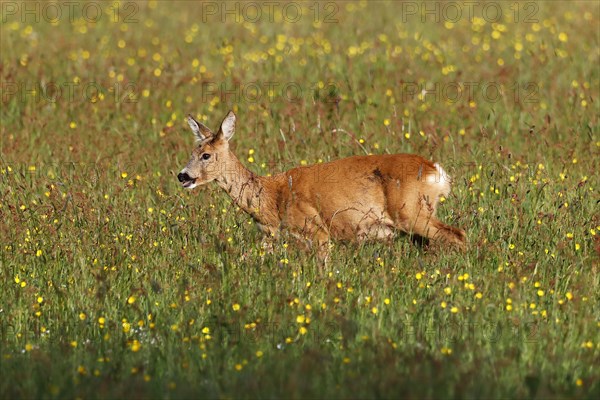 Roe deer