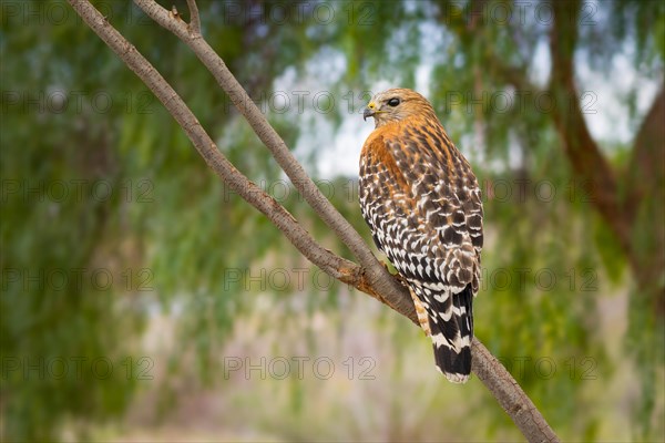 California red hawk watching from the tree