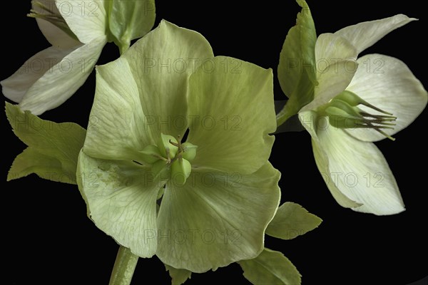 Flowers of a christmas rose