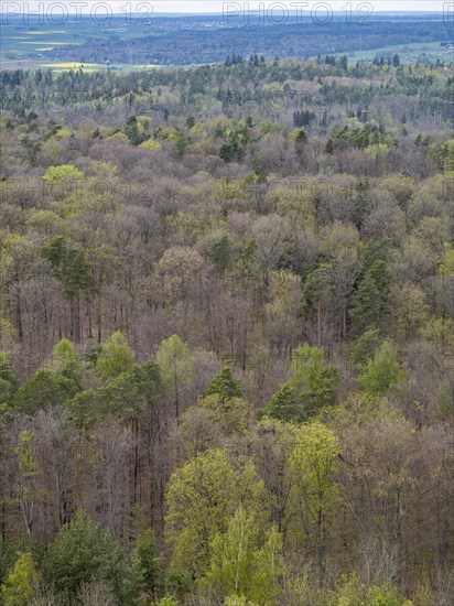 Baeume im Naturpark Schoenbuch bei Herrenberg