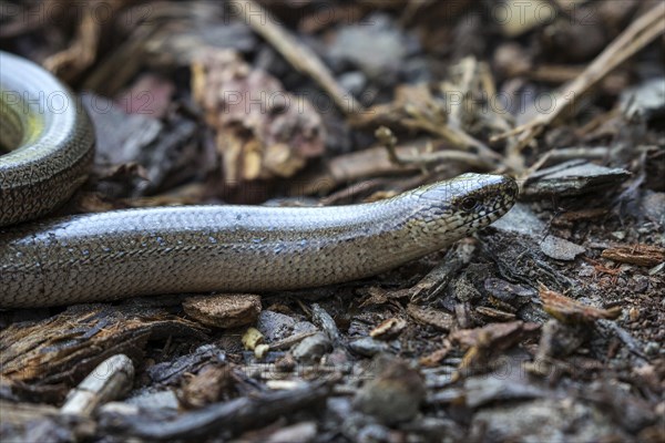 Slow worm