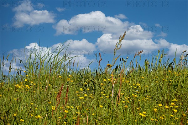 Spring meadow with yellow buttercup