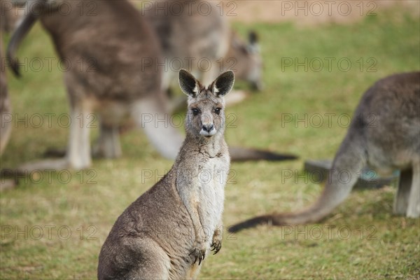 Eastern grey kangaroo