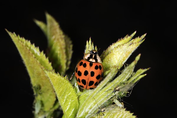 Ladybird