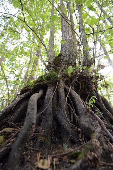 Mixed beech forest