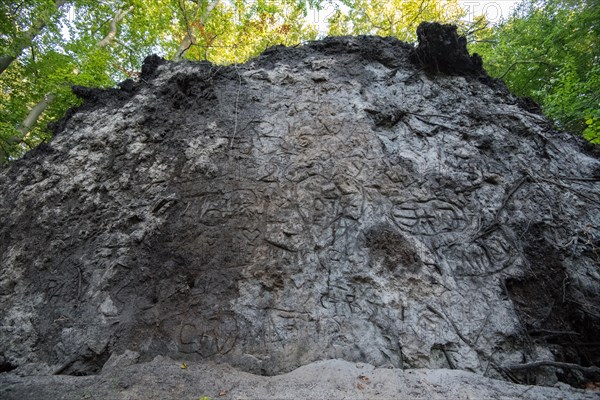 Root plate in the Darss primeval forest