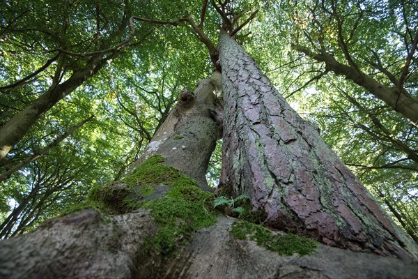 Darss primeval forest