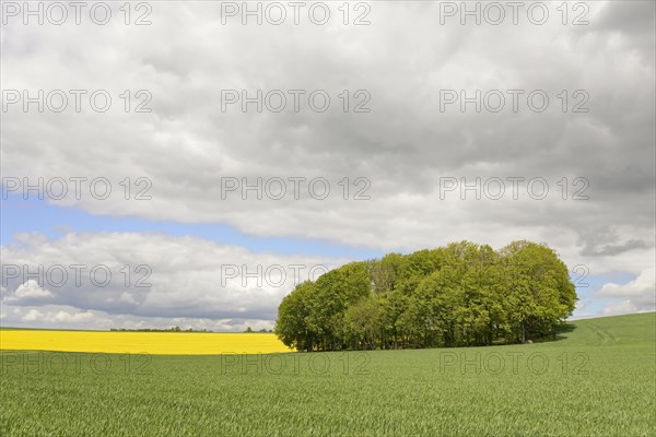 Deciduous tree grove between flowering rape