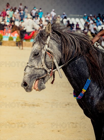 Portrait of a horse head with long mane and partial harness