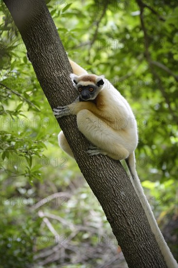 A golden-crowned sifaka