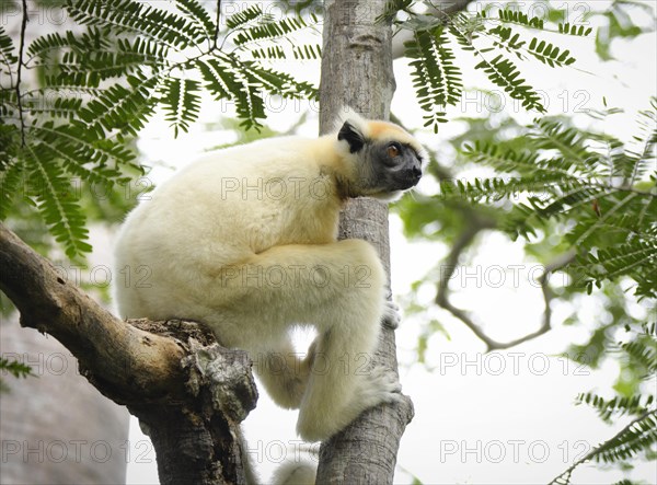 A golden-crowned sifaka