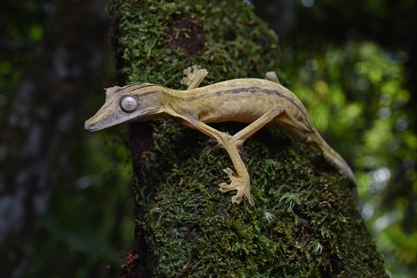 A lined leaf-tailed gecko