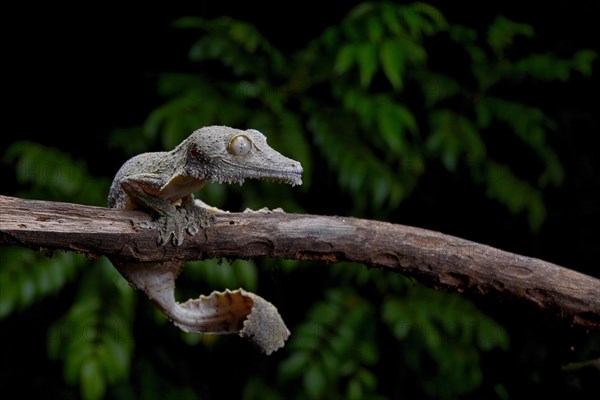 A henkel's leaf-tailed gecko